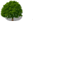 大きいサイズの木 !$bigt.png