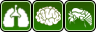 装備アイコン 肺・脳・殻 icon.png