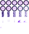 オリジナルアニメーション素材 ORTHGS.png