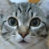 アバター